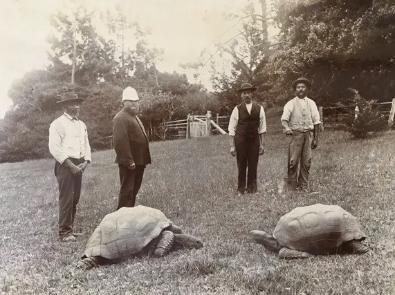 Rùa Jonathan ở chung với 3 con rùa khác gồm: rùa cái Emma 54 tuổi, rùa đực David 54 tuổi và rùa cái Fredrika 31 tuổi. Rùa Emma và David tới đảo năm 1969 trong khi rùa Frederika được chuyển đến năm 1991.