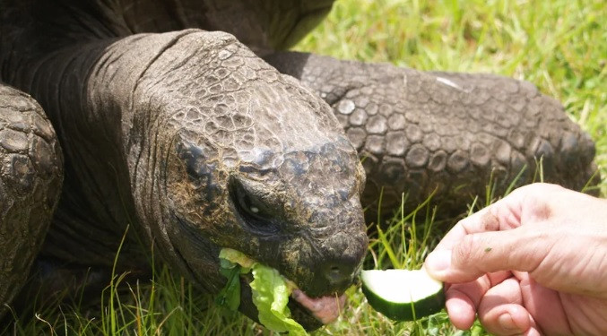 Với việc đón sinh nhật lần thứ 190, rùa Jonathan lập kỷ lục ấn tượng là sống qua 2 cuộc chiến tranh thế giới 1 và 2. Nó cũng sống qua 39 nhiệm kỳ Tổng thống Mỹ.