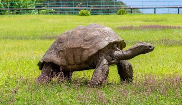 Vào thời điểm đó, rùa Jonathan được các chuyên gia xác định 50 tuổi. Kể từ đó đến nay, đảo Saint Helena trở thành ngôi nhà duy nhất của nó. Vì vậy, Jonathan được xem như một biểu tượng của đảo.