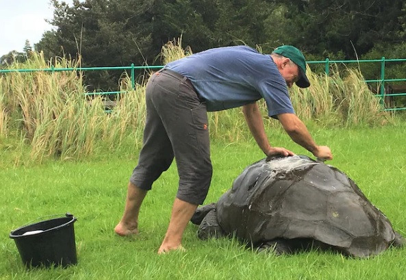 Rùa Jonathan thuộc loài rùa khổng lồ Seychelles. Loài rùa này trưởng thành đầy đủ khi 50 tuổi.