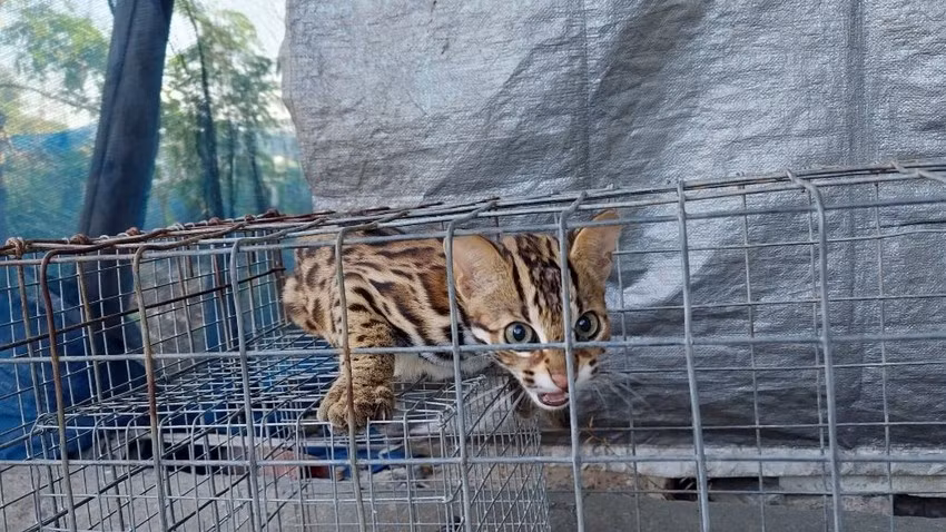 Theo lời kể của ông Điệp, gia đình ông nuôi một đàn gà. Trong khoảng một tháng rưỡi trở lại đây, đàn gà bị mất hơn chục con. Nghi ngờ đàn gà bị động vật lạ săn bắt, ông Điệp làm một cái bẫy đặt gần khu vực để chuồng gà.