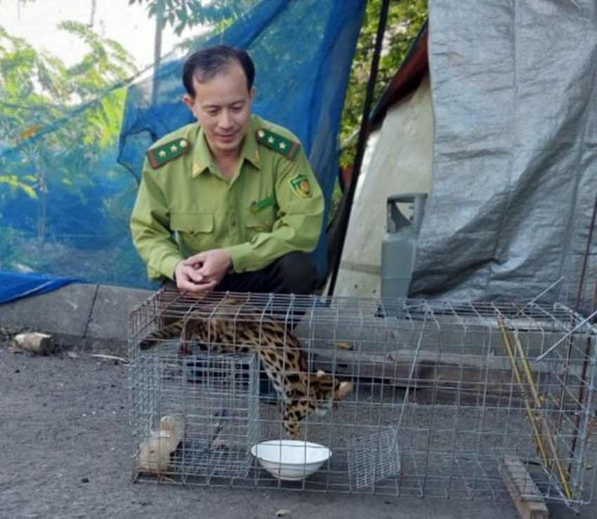 Nhờ vậy, ông Điệp bắt được một con vật trông giống con mèo. Qua tìm hiểu trên mạng, ông biết được đây là mèo rừng nên liên hệ với lực lượng kiểm lâm TP.HCM để giao nộp.