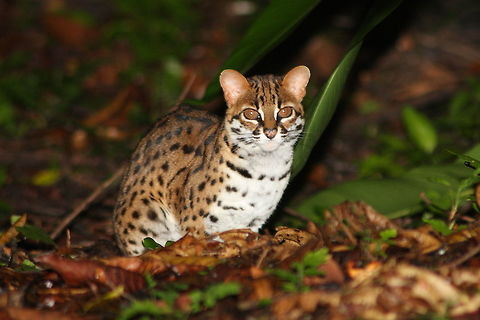 Khi trưởng thành, mèo rừng có thể nặng 3 - 5 kg và chiều dài cơ thể từ 45 - 63 cm.