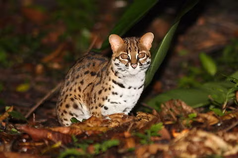 Khi trưởng thành, mèo rừng có thể nặng 3 - 5 kg và chiều dài cơ thể từ 45 - 63 cm.