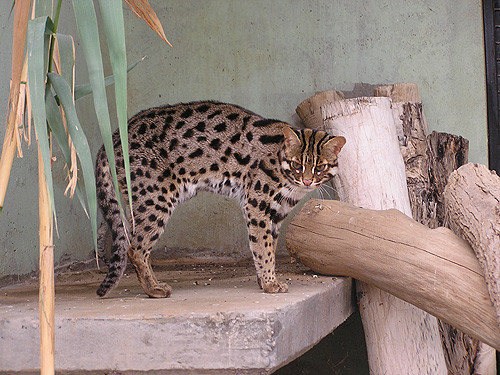 Trong những năm gần đây, số lượng mèo rừng trong tự nhiên đang bị suy giảm mạnh vì số lượng. Một trong các nguyên nhân dẫn đến tình trạng này là việc nó bị các đối tượng săn bắt để làm thú nuôi.