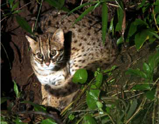 Thức ăn chủ yếu của mèo rừng là những động vật nhỏ, côn trùng, thực vật.