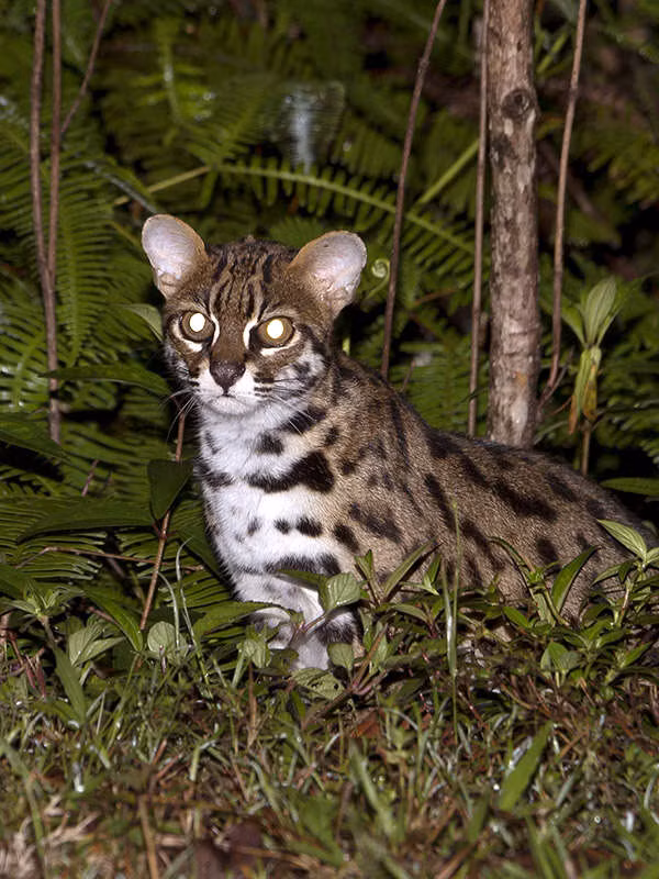 Hiện loài mèo rừng quý hiếm được Quỹ động vật hoang dã WWF bảo tồn tự nhiên.