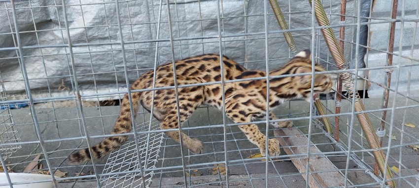 Con mèo mà ông Điệp bắt được là cá thể cái, nặng khoảng 1,8 kg, dài hơn 30 cm. Nó có lông màu vàng nhạt, đốm đen, hoa văn như hổ.