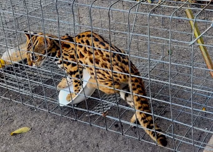 Vào ngày 23/12, ông Phạm Văn Điệp (45 tuổi, ở phường Bình Chiểu, TP Thủ Đức, TP.HCM) tự nguyện giao cho Chi cục Kiểm lâm TP.HCM một con mèo rừng do ông đặt bẫy bắt được.