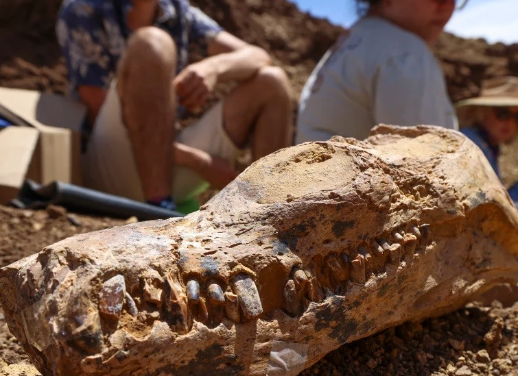 Hóa thạch tìm thấy là một cá thể Eromangasaurus australis sống cách đây khoảng 100 triệu năm (tức thuộc kỷ Phấn Trắng). Vào thời điểm ấy, loài này càn quét cá và mực trong vùng biển đầy quái vật của thời kỳ khủng long.