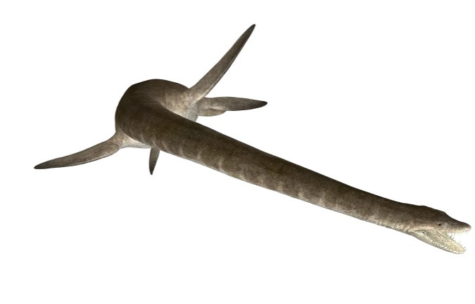 Tiến sĩ Knutsen cho hay đây sẽ là đây là lần đầu tiên các chuyên gia tìm được hóa thạch phần đầu và thân của một con Eromangasaurus australis. Hiện nó được trưng bày trong bộ sưu tập của Bảo tàng Queensland.