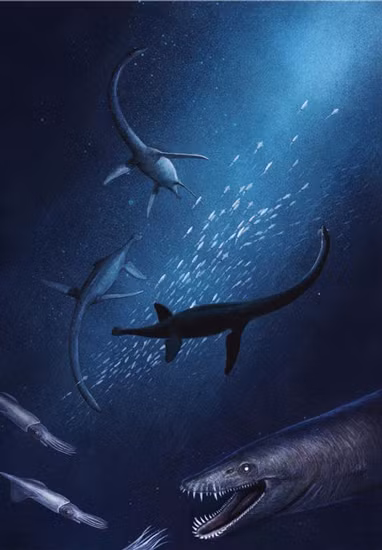 "Chúng tôi vô cùng phấn khích khi nhìn thấy hóa thạch này. Nó được xem như phiến đá Rosetta của ngành cổ sinh vật biển vì nó có thể nắm giữ "chìa khóa" giúp làm sáng tỏ sự đa dạng và tiến hóa của thằn lằn đầu rắn thuộc kỷ Phấn Trắng ở Australia", Tiến sĩ Knutsen cho biết.