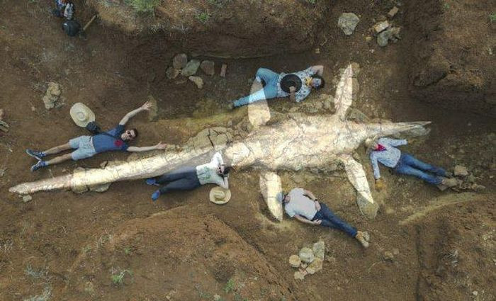 Nhóm thợ săn hóa thạch nghiệp dư "Rock Chicks" đã tìm thấy phần đầu và thân của một siêu quái vật được bảo quản trong đá cổ đại ở phía Tây Queensland, Australia. Sau đó, các chuyên gia do nhà cổ sinh vật học Espen Knutsen của Mạng lưới Bảo tàng Queensland đã tiến hành nghiên cứu hóa thạch này.