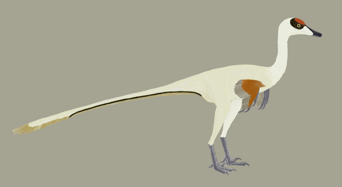 Loài khủng long mới phát hiện có xương sườn hướng về phía đuôi và chiếc cổ dài giống như loài ngỗng ngày nay. Hai đặc điểm nổi bật này cho phép chúng lao nhanh xuống nước rồi vươn cổ lên để bắt mồi.