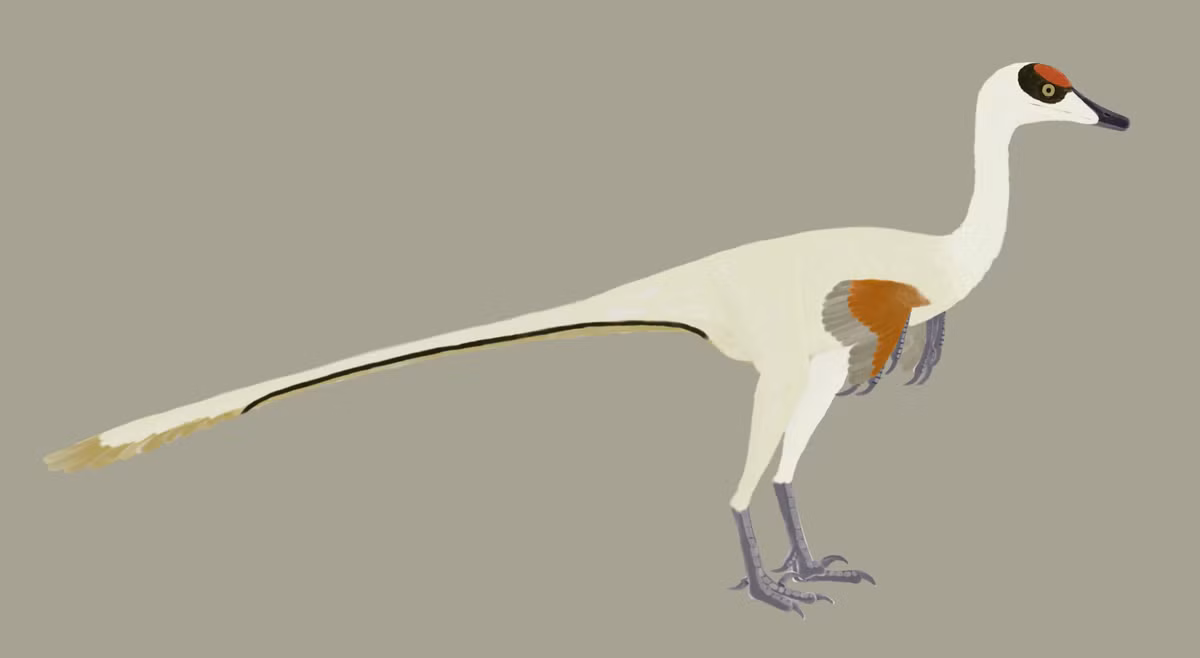 Loài khủng long mới phát hiện có xương sườn hướng về phía đuôi và chiếc cổ dài giống như loài ngỗng ngày nay. Hai đặc điểm nổi bật này cho phép chúng lao nhanh xuống nước rồi vươn cổ lên để bắt mồi.