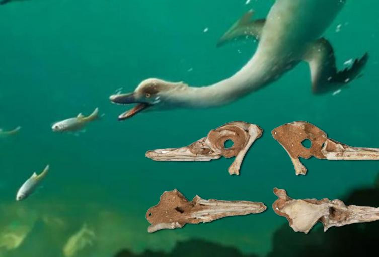 Hệ tầng Baruungoyot cấu tạo chủ yếu từ trầm tích lòng sông. Dựa vào đó, các nhà khoa học xác định rằng loài vật mới phát hiện sống trong môi trường nước ngọt thay vì gần biển.