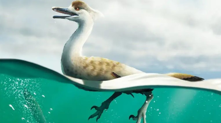 Bộ xương hóa thạch được phát hiện năm 2008 gồm: hộp sọ, cột sống, một chi trước và 2 chi sau - thuộc về loài khủng long sống vào cuối kỷ Phấn trắng, khoảng 66 - 145 triệu năm trước. Giáo sư Lee cho biết hóa thạch cổ xưa trên được bảo tồn rất tốt. Các nhà khoa học đặt tên cho loài khủng long mới là Natovenator polydontus (có nghĩa là "thợ săn bơi lội có nhiều răng").