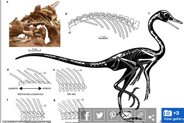 Theo nhóm nghiên cứu, Natovenator polydontus là khủng long chân thú đầu tiên được phát hiện có cơ thể thuôn dài. Điều này có nghĩa chúng vừa có thể đi bộ thành thạo trên cạn vừa di chuyển dễ dàng dưới nước.