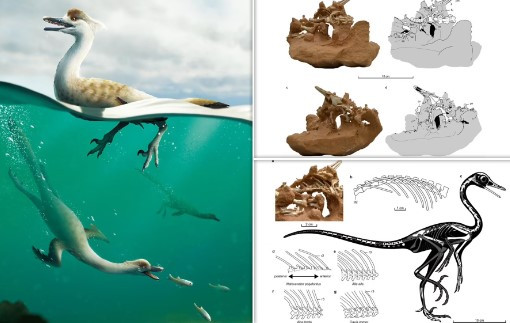 Natovenator polydontus có hình dáng rất giống các loài chim lặn ngày nay như chim cánh cụt. Tuy nhiên, chúng lại là loài bò sát chứ không phải chim. Loài này thuộc nhóm khủng long chân thú - những kẻ ăn thịt đi bằng hai chân. Khủng long bạo chúa T-rex cũng thuộc nhóm này.