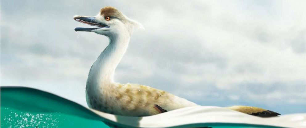 "Việc phát hiện khủng long bán thủy sinh cho thấy sự đa dạng sinh thái của chúng rất cao. Điều này có thể làm thay đổi định kiến về lối sống của khủng long", Giáo sư Lee cho hay.