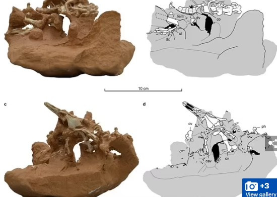 Dựa trên hình dạng và sự tương đồng của loài khủng long Natovenator polydontus với các loài chim lặn hiện đại, nhóm nghiên cứu của Giáo sư Lee tin rằng, chúng là động vật săn mồi bán thủy sinh.