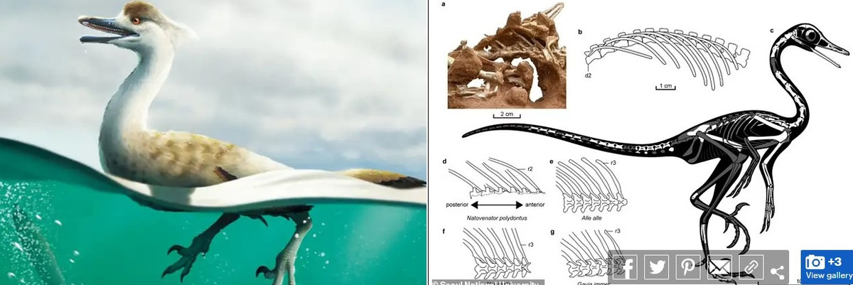 Các nhà nghiên cứu nhận định việc tìm thấy bộ xương hóa thạch gần như hoàn chỉnh của một cá thể Natovenator polydontus có thể cung cấp thêm thông tin quan trọng về sự tiến hóa của nhóm khủng long chân thú.