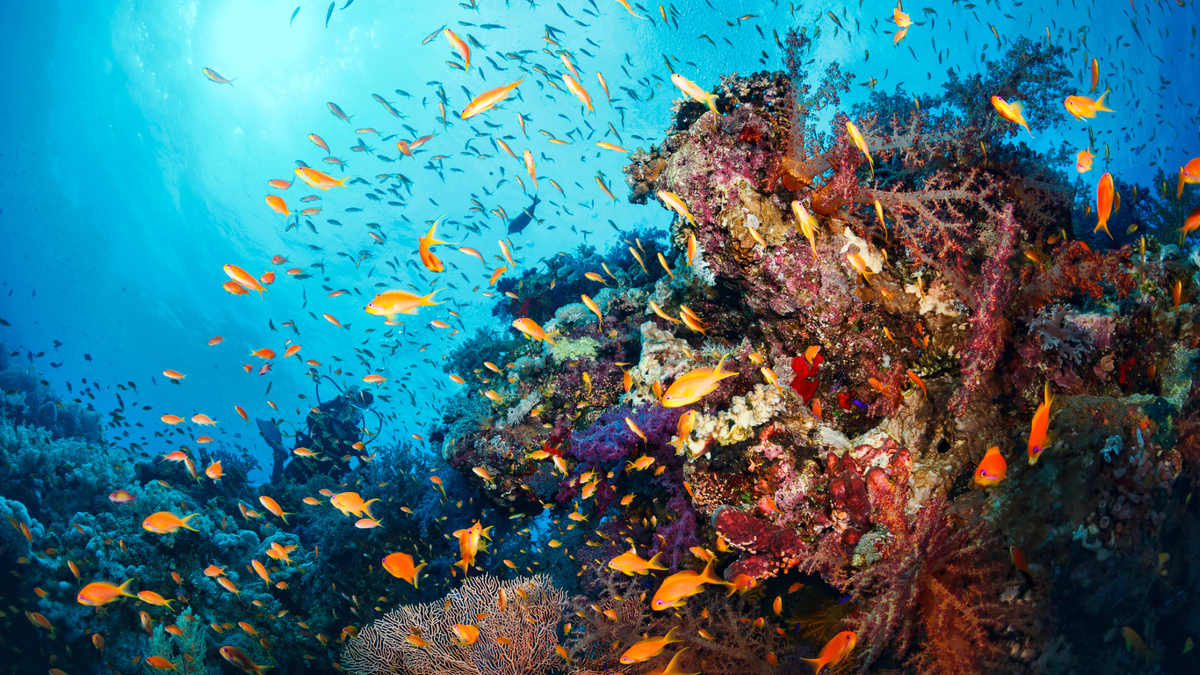 Dựa vào tính toán sơ bộ đường đi của tàu lặn, siphonophore hình xoắn ốc mới phát hiện được xem là sinh vật dài nhất từng được phát hiện khi có chiều dài khoảng 45m. Với chiều dài này, nó có chiều dài cơ thể lớn hơn so với cá voi xanh.