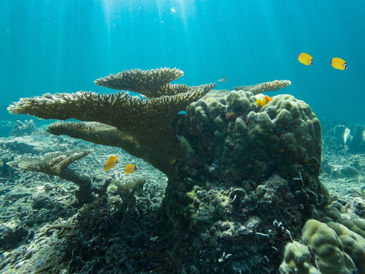 Thay vì phát triển theo cách thông thường, siphonophores có các bộ phận nhỏ gọi là zooids. Mỗi zooid có nhiệm vụ riêng như kiếm ăn, sinh sản hay thu hút con mồi.