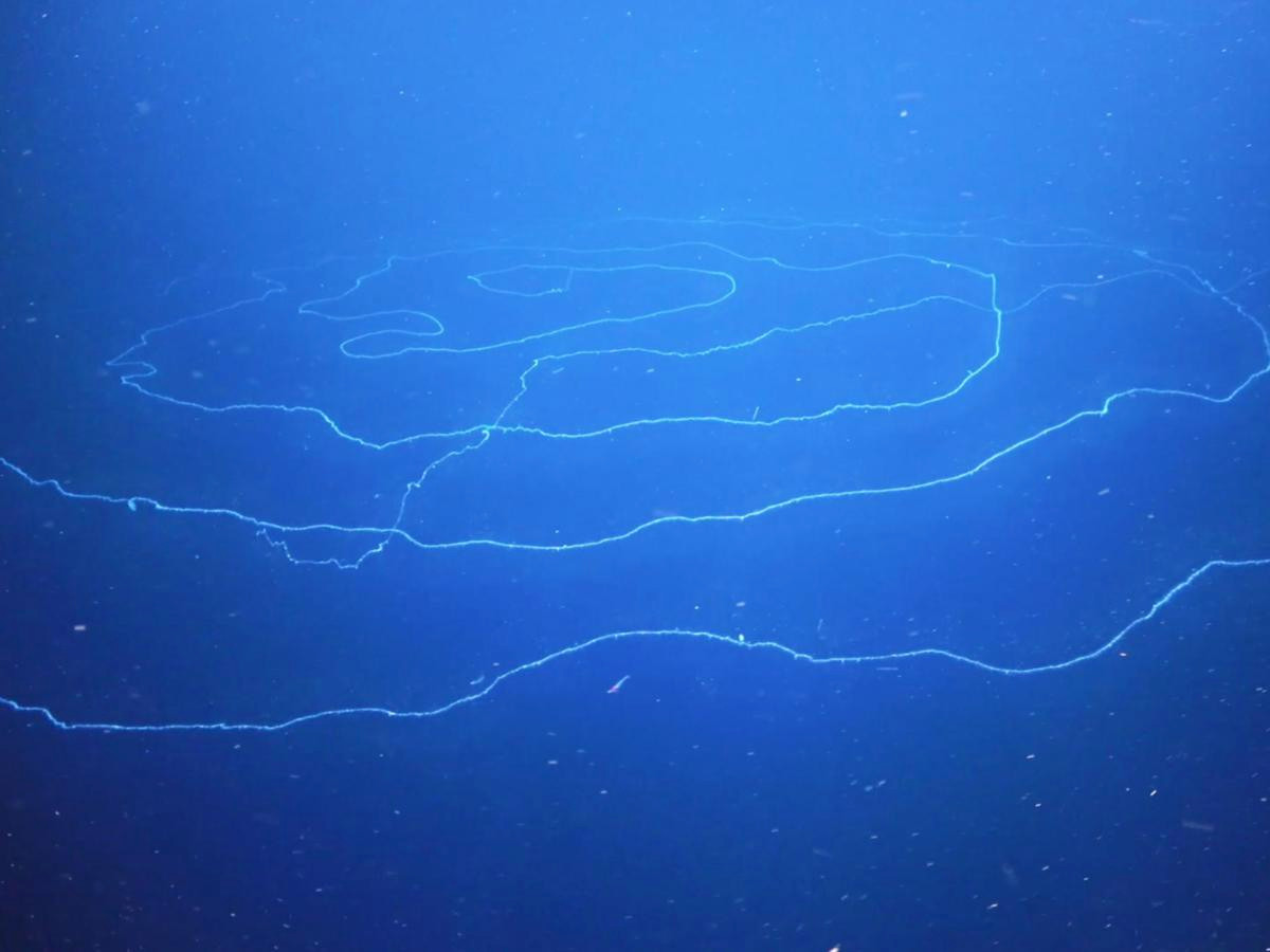 Ông Nerida Wilson đến từ Bảo tàng Tây Australia cho biết các nhà khoa học đã bất ngờ tìm thấy sinh vật dài nhất trên Trái đất ở độ sâu 600m trong một hẻm núi dưới nước ở bờ biển Tây Australia.