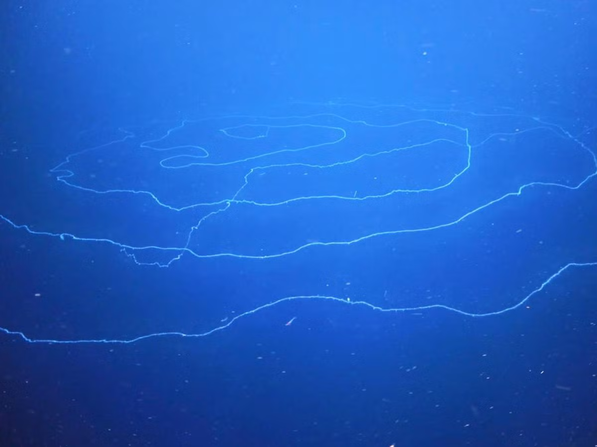 Ông Nerida Wilson đến từ Bảo tàng Tây Australia cho biết các nhà khoa học đã bất ngờ tìm thấy sinh vật dài nhất trên Trái đất ở độ sâu 600m trong một hẻm núi dưới nước ở bờ biển Tây Australia.