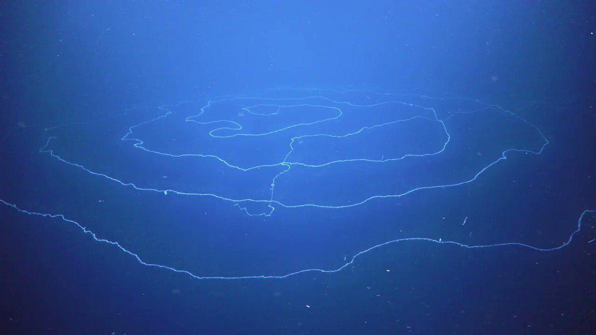 Cá thể siphonophore mới phát hiện được cho là một loài mới thuộc chi Apolemia - nhóm sinh vật trông giống như những chiếc khăn quàng lông vũ.