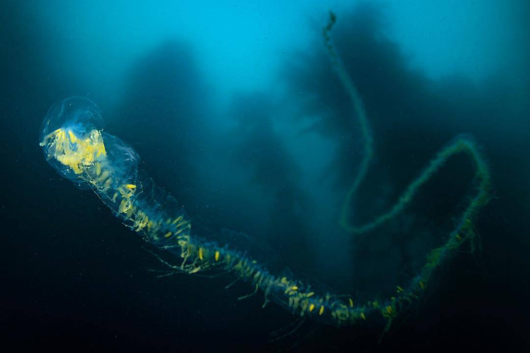 Siphonophore là một nhánh khác của sứa lửa (Portuguese man o' war). Chúng bồng bềnh trên mặt biển, kéo ra những xúc tu chết người trong đại dương.
