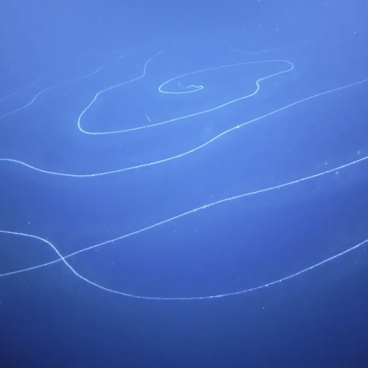 Theo các chuyên gia, sinh vật dài nhất hành tinh mới phát hiện là siphonophore (thủy tức ống) có chiều dài khoảng 45m. Nó là sinh vật sợi dài, dẻo, lơ lửng, tạo thành hình xoắn ốc khổng lồ và chuyên sống dưới biển sâu.