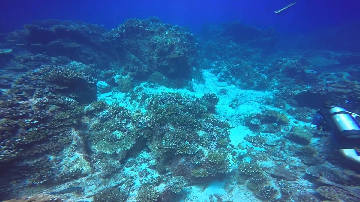 Nhóm chuyên gia vô tình bắt gặp sinh vật siphonophore khi tàu lặn đang trên đường quay về con tàu nghiên cứu Falkor do Viện Đại dương Schmidt điều hành.