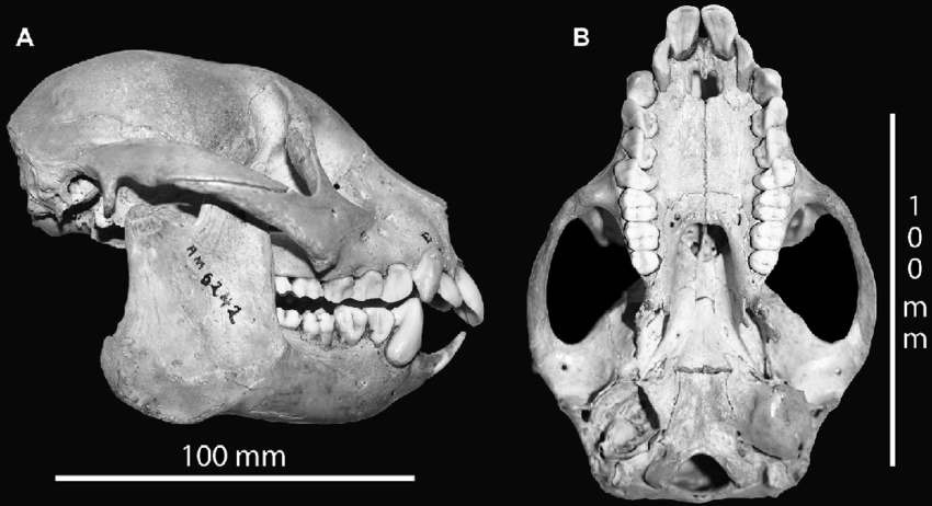 Theo Tiến sĩ Ian Towle, quái vật đã tuyệt chủng Archaeolemur có một số điểm tương đồng hấp dẫn với khỉ, vượn và cả con người.