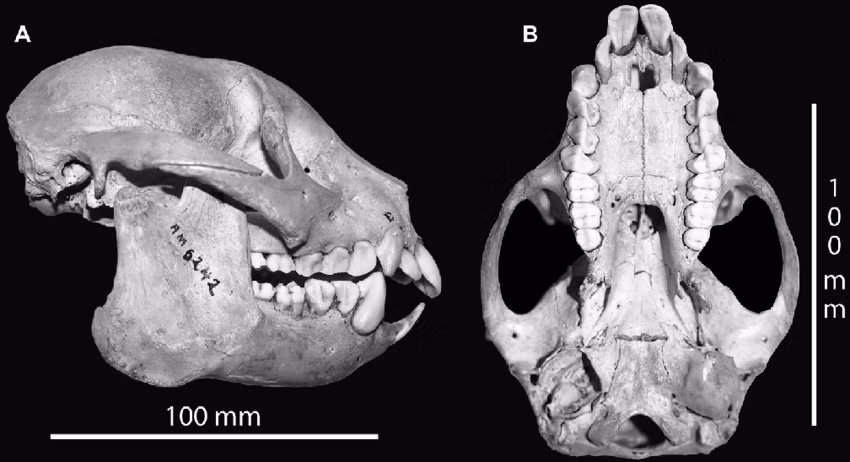 Theo Tiến sĩ Ian Towle, quái vật đã tuyệt chủng Archaeolemur có một số điểm tương đồng hấp dẫn với khỉ, vượn và cả con người.
