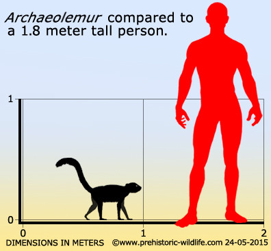 "Kiểu sứt mẻ răng của Archaeolemur không giống bất kỳ loài linh trưởng nào khác còn sống", Tiến sĩ Towle khẳng định.