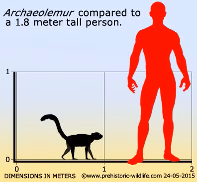 "Kiểu sứt mẻ răng của Archaeolemur không giống bất kỳ loài linh trưởng nào khác còn sống", Tiến sĩ Towle khẳng định.