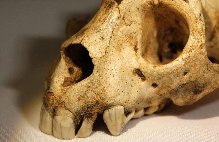 Tiến sĩ Ian Towle từ Khoa Nha của Viện Nghiên cứu Sir John Walsh thuộc Đại học Otago, New Zealand và các cộng sự đã kiểm tra, phân tích các hộp sọ. Trong đó có 447 chiếc răng lẻ thuộc về các hộp sọ khác nhau và cùng thuộc một loài. Theo đó, họ phát hiện hộp sọ thuộc về Archaeolemur - quái vật đã tuyệt chủng khoảng 2.000 năm trước. Đặc biệt, nó có một số đặc điểm giống người.