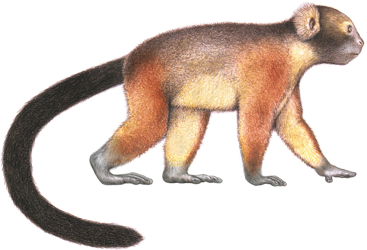 Tuy nhiên nhóm nghiên cứu của Tiến sĩ Towle không cho rằng, loài Archaeolemur đã tiến hóa tới mức biết sử dụng công cụ. Họ suy đoán mà các cá thể Archaeolemur có thể bị sứt mẻ răng là do các hành vi gần giống khi xử lý thực phẩm cứng và dai.