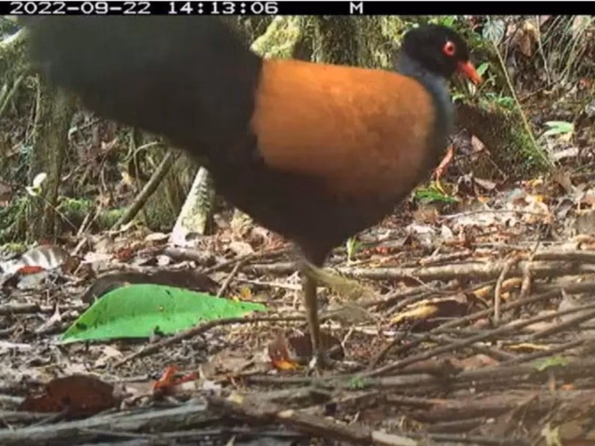 Nhóm tìm kiếm chim lạc đã ở trên đảo Fergusso trong suốt một tháng trước khi phát hiện chim bồ câu gáy đen. Vì vậy, họ đã chụp ảnh và quay video về loài chim hiếm gặp này.