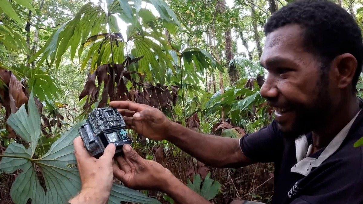 Nhóm tìm kiếm chim lạc gặp nhiều khó khăn khi bố trí bẫy ảnh do địa hình đồi núi phức tạp ở đảo Fergusson.