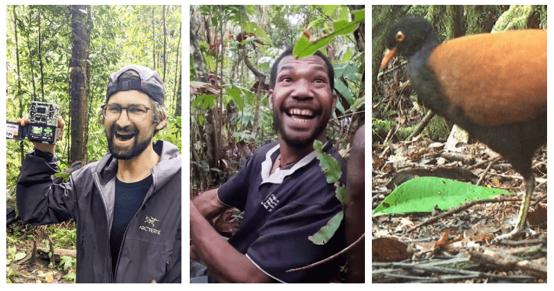 Doka Nason, thành viên của nhóm thiết lập bẫy ảnh cho biết: "Khi chúng tôi nhìn thấy chim bồ câu gáy đen là vào những giờ cuối cùng của chuyến thám hiểm. Khi xem các bức ảnh, tôi đã vô cùng phấn khích".