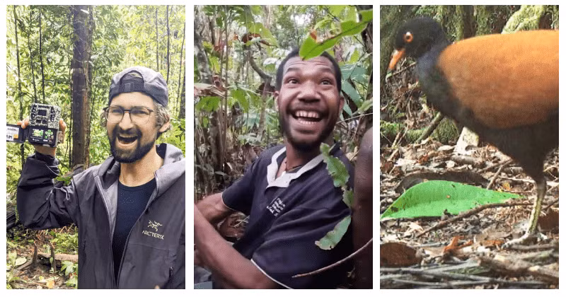 Doka Nason, thành viên của nhóm thiết lập bẫy ảnh cho biết: "Khi chúng tôi nhìn thấy chim bồ câu gáy đen là vào những giờ cuối cùng của chuyến thám hiểm. Khi xem các bức ảnh, tôi đã vô cùng phấn khích".