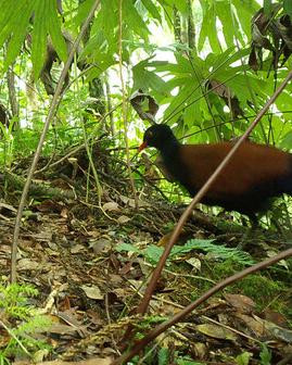 Chim bồ câu gáy đen giống chim trĩ về đặc điểm bên ngoài, đặc biệt là đuôi nén sang hai bên và đôi cánh tròn.