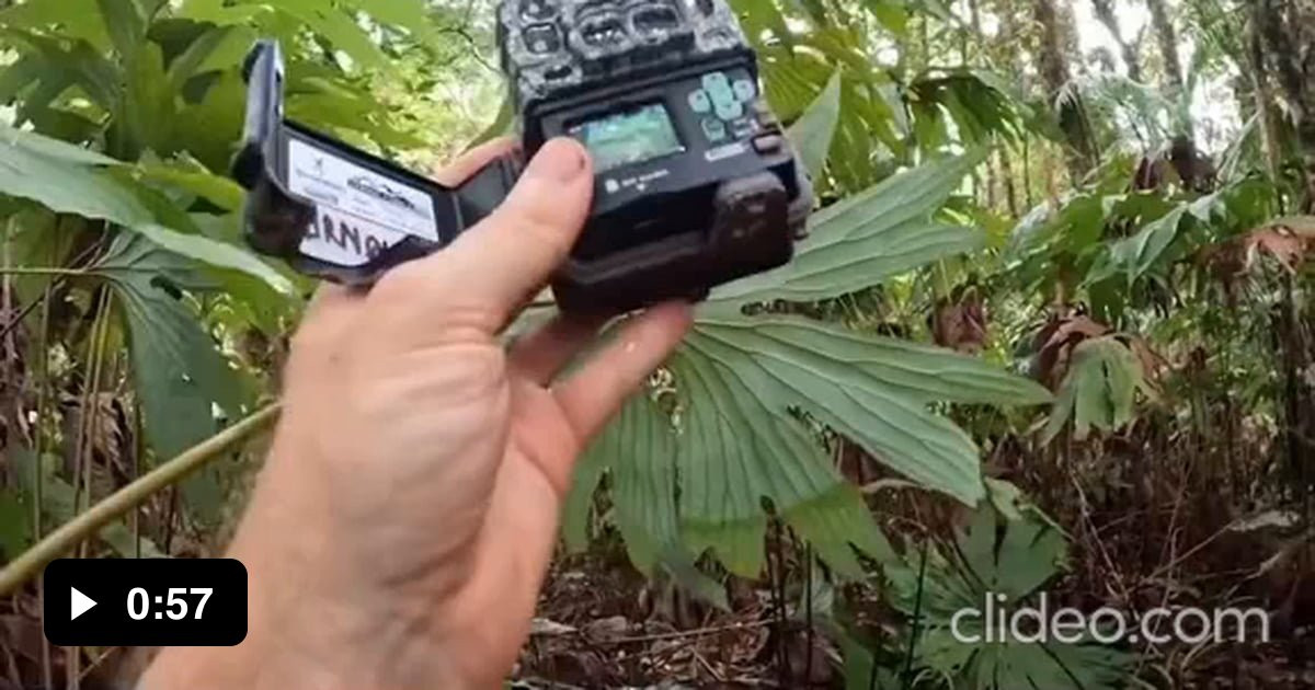 Phát hiện của nhóm tìm kiếm chim lạc cho thấy chim bồ câu gáy đen có khả năng là loài chim cực kỳ hiếm. Khu rừng gồ ghề và khó tiếp cận nơi họ phát hiện loài chim này có thể là nơi sinh sống cuối cùng của chúng trên đảo Fergusso.