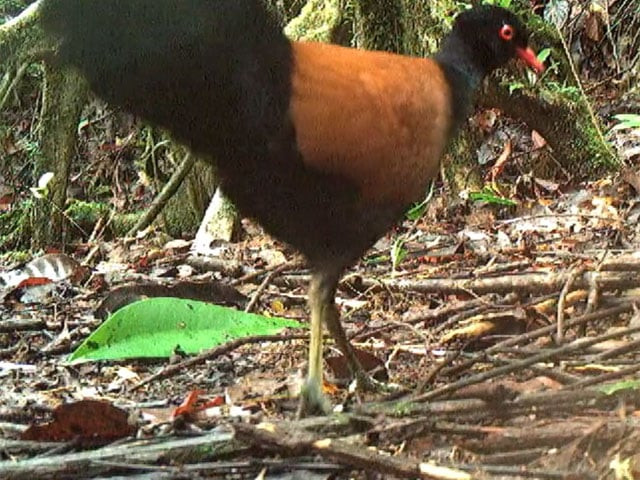 Loài chim này có đầu, mặt dưới, phía sau và lưng dưới màu đen bóng trong khi đôi cánh ngắn tròn màu nâu. Gáy của chúng có màu trắng, xanh lá cây, xám hoặc đen tùy thuộc vào phân loài.