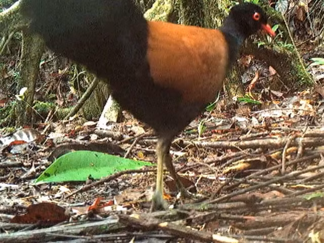 Loài chim này có đầu, mặt dưới, phía sau và lưng dưới màu đen bóng trong khi đôi cánh ngắn tròn màu nâu. Gáy của chúng có màu trắng, xanh lá cây, xám hoặc đen tùy thuộc vào phân loài.