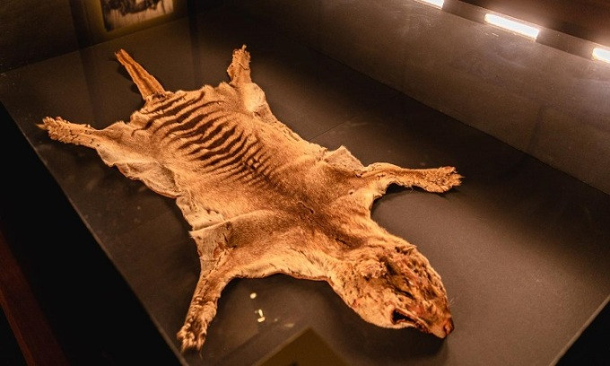 Phát hiện bất ngờ về xác con hổ Tasmania cuối cùng trên Trái đất Phat hien bat ngo ve xac con ho Tasmania cuoi cung tren Trai dat