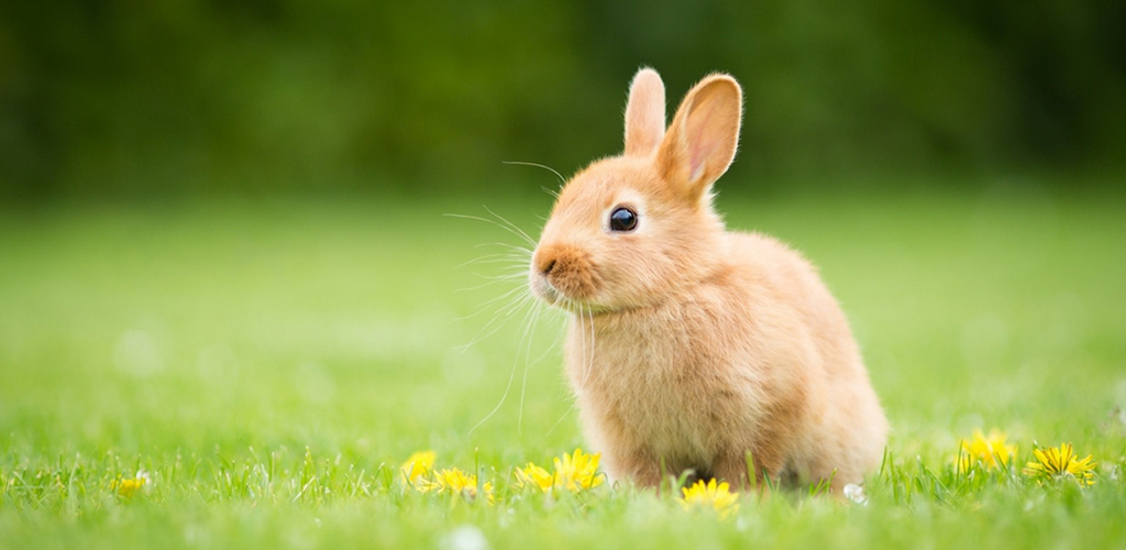 Trái lại ở Việt Nam, dường như loài thỏ không có đặc điểm gì nổi bật, ngoài việc được đánh giá là một loài vật hiền lành.